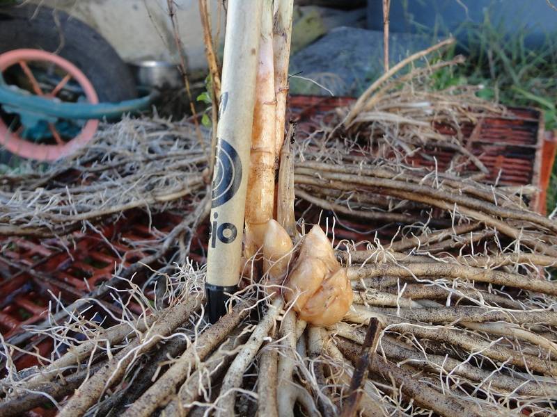 Asperges